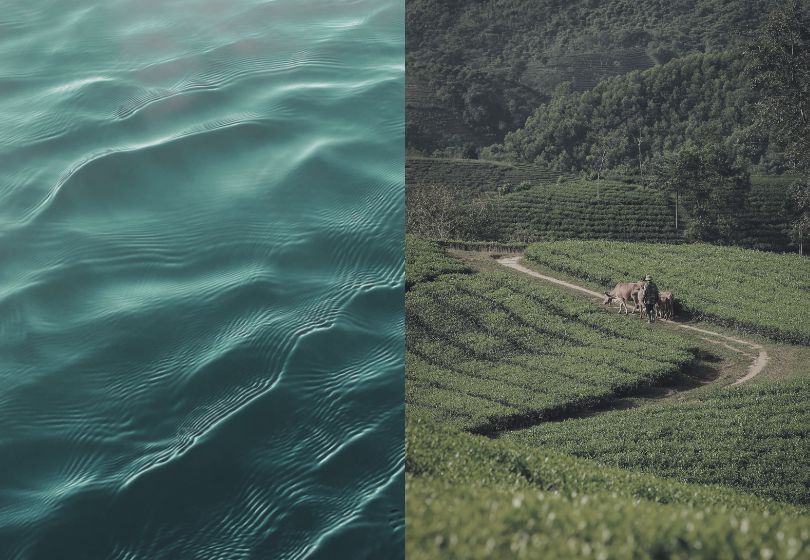 Marine vs Bovine Collagen: Which Is Better for Skin?